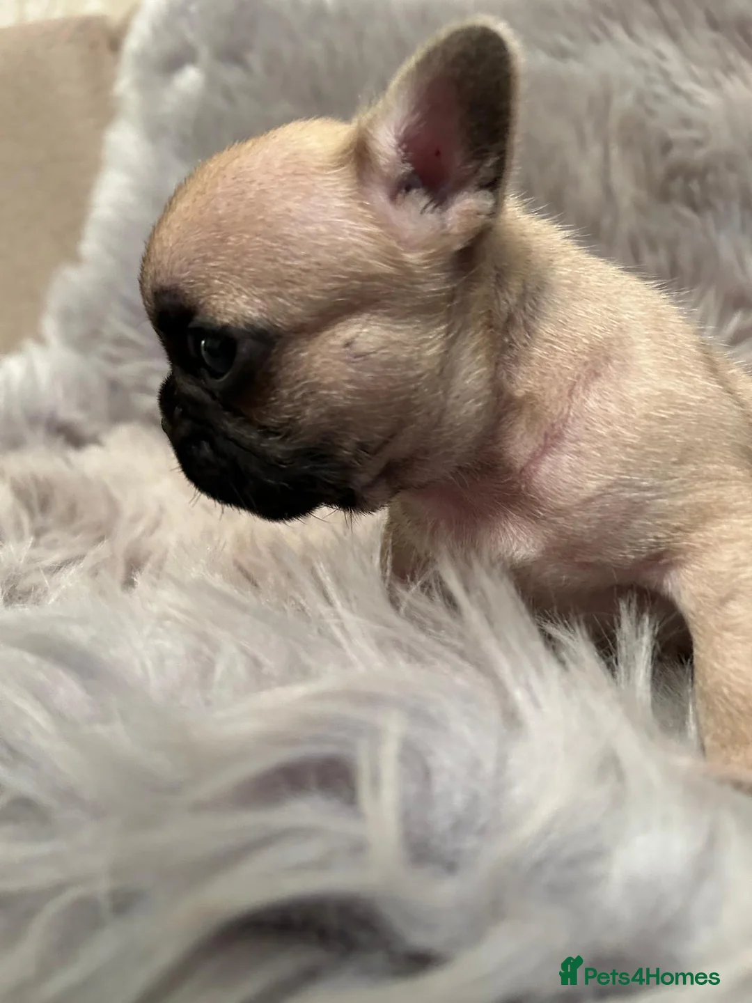 French Bulldog dogs for sale: 3 French bull dog Puppies for sale  - Advert 10