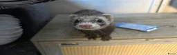 Ferret rodents for sale: 2 Male Ferrets in Southampton - Advert 3