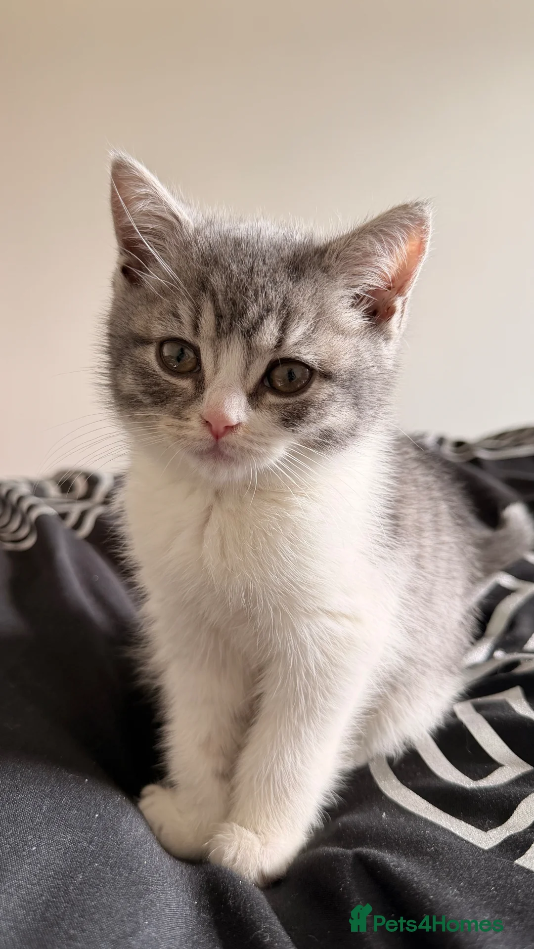 British Shorthair cats for sale: British Shorthair kitten - Advert 2