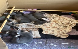 Whippet dogs for sale: One boy left, KC registered  - Image 8