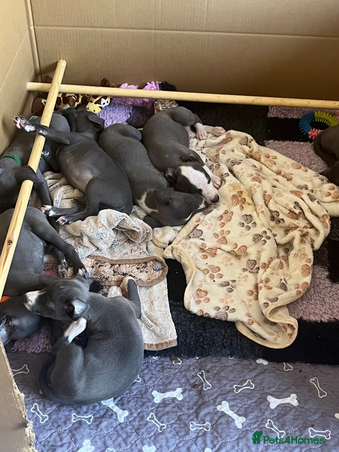 Whippet dogs for sale: One boy left, KC registered  - Image 8