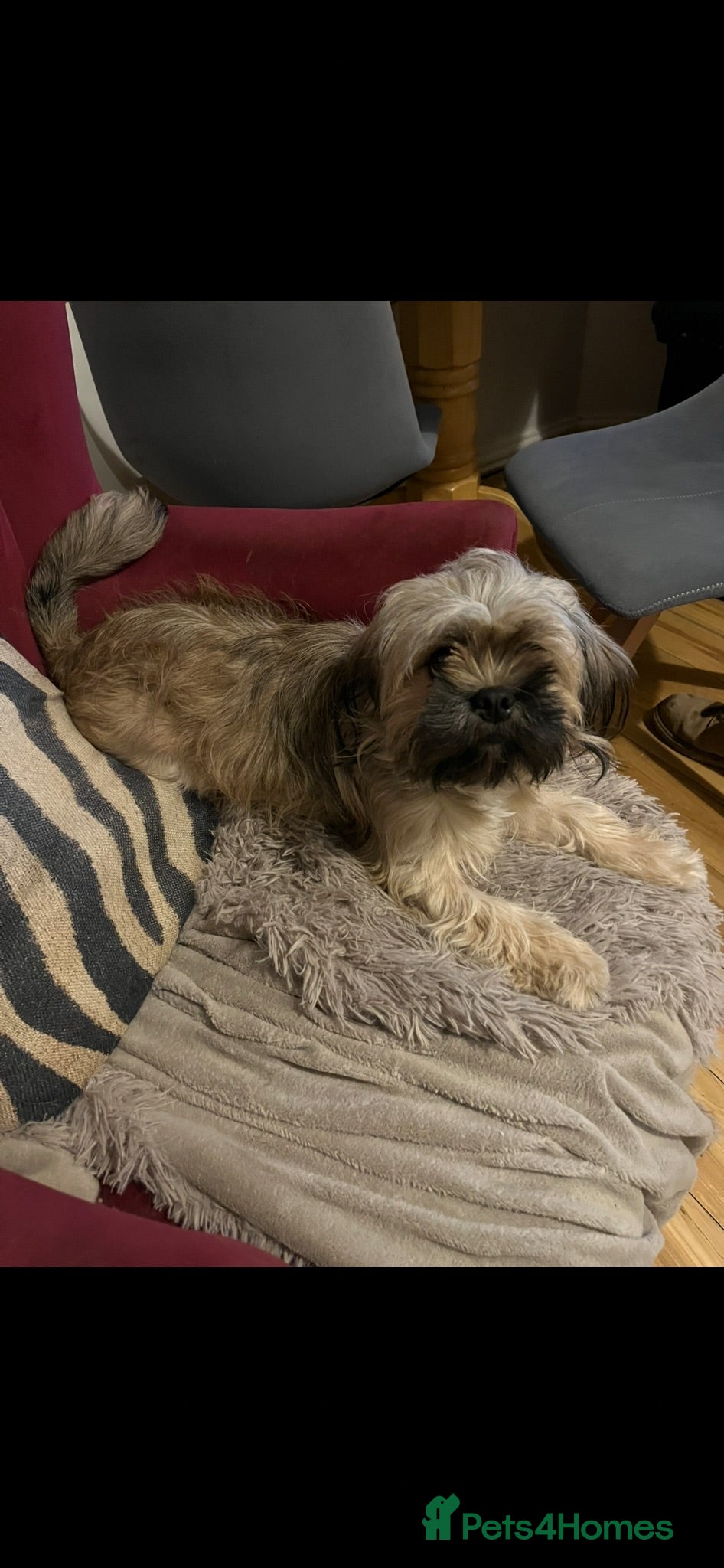 Shih Tzu dogs 12 week old Male shihtzu puppy - Advert 1