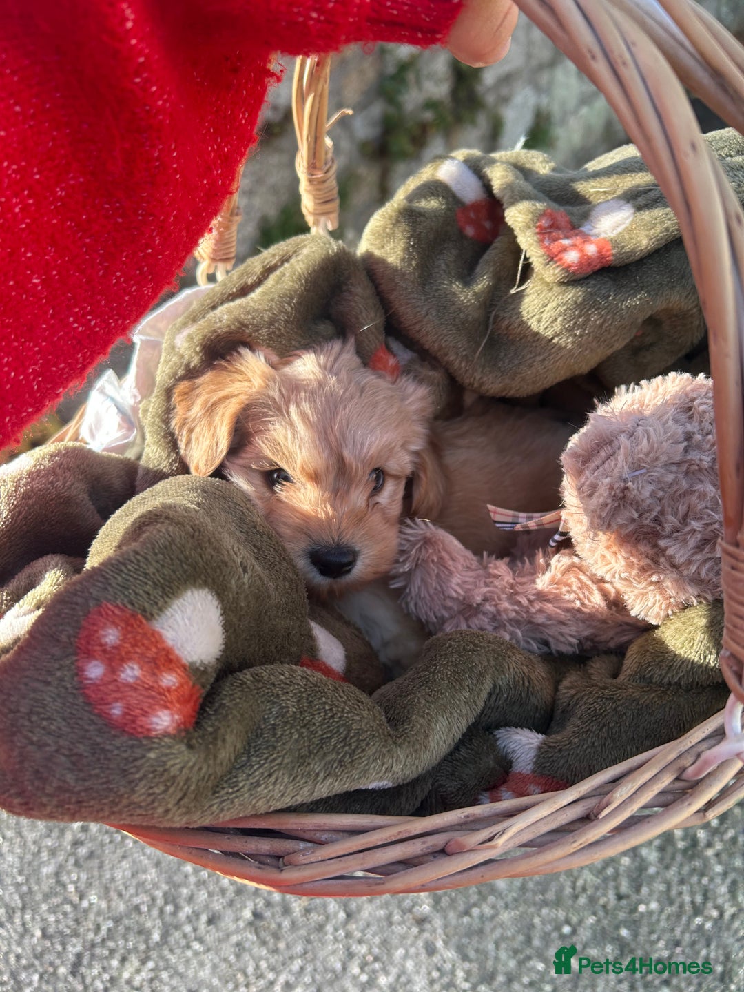 Doxiepoo dogs for sale: doxiepoo puppy / miniature dachshund x poodle boy - Advert 8