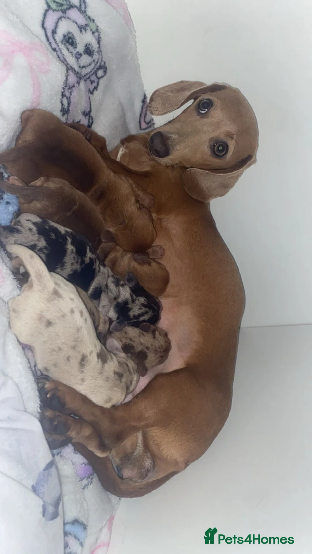 Dachshund dogs for sale: Miniture /dapple dashound puppys in Batley - Advert 2