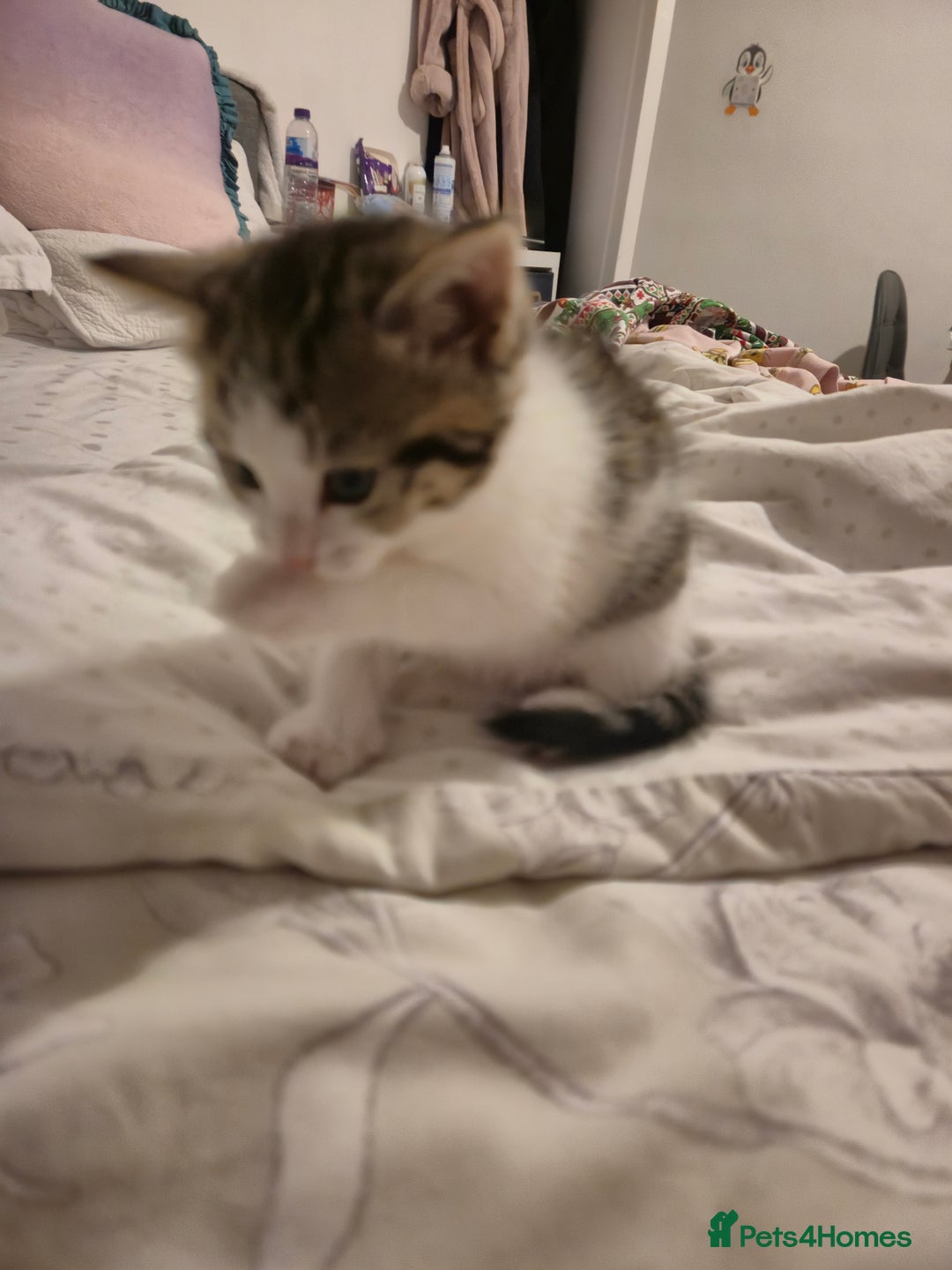 Domestic Shorthair cats for sale: 3 beautiful kittens - Advert 3