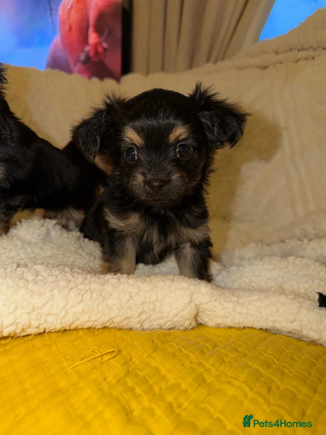 Yorkshire Terrier dogs for sale: Tiny Yorkshire terrier puppies  in Chester - Advert 17