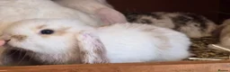 Mixed Breed rabbits for sale: Angora x French lop bunnies - Advert 8