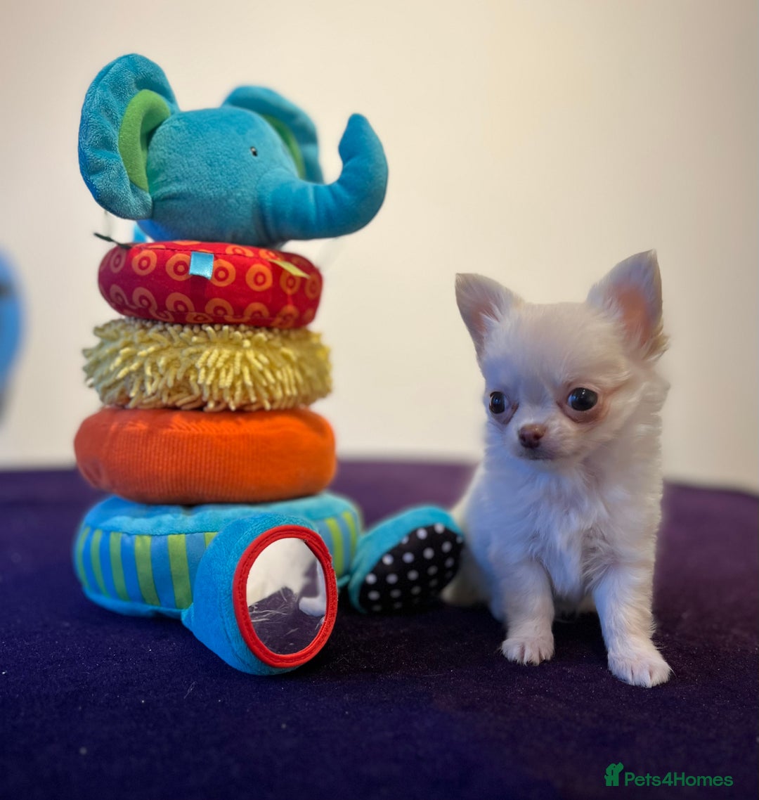 Chihuahua dogs for stud: Thailand imported chihuahua boy stud only in Doncaster - Advert 20