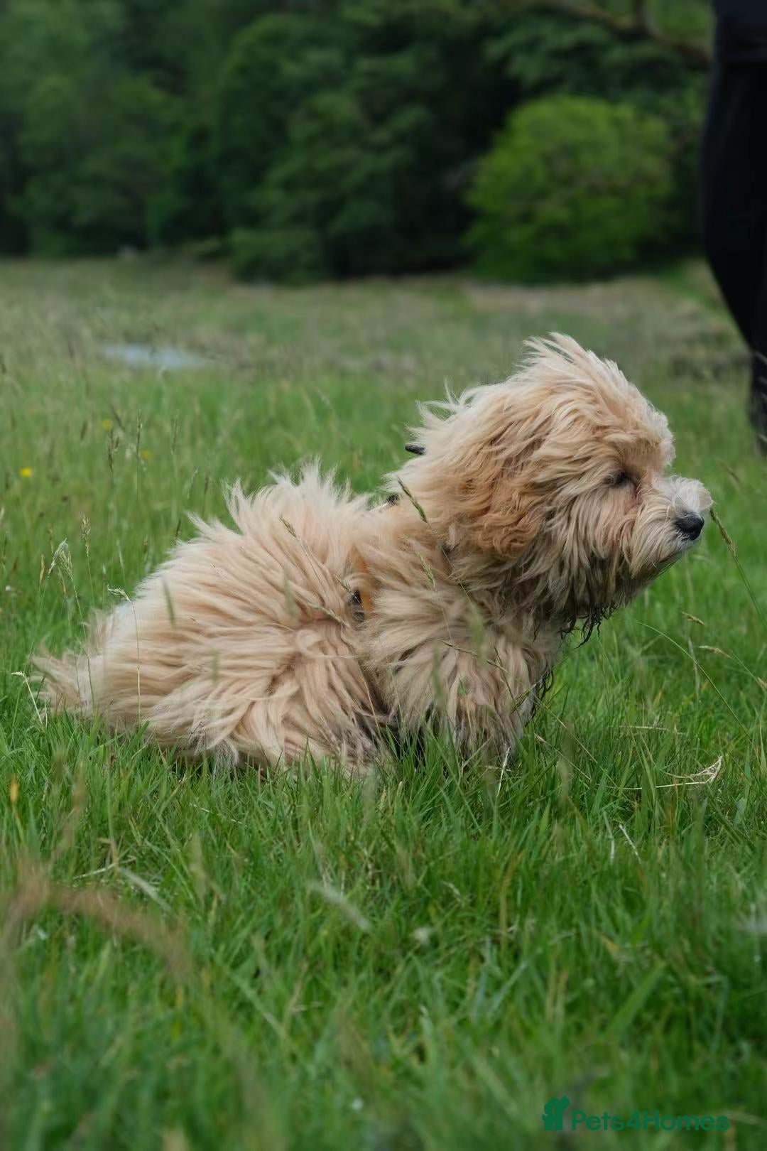 Maltipoo dogs for sale: Cute Maltipoo Girl - Image 4