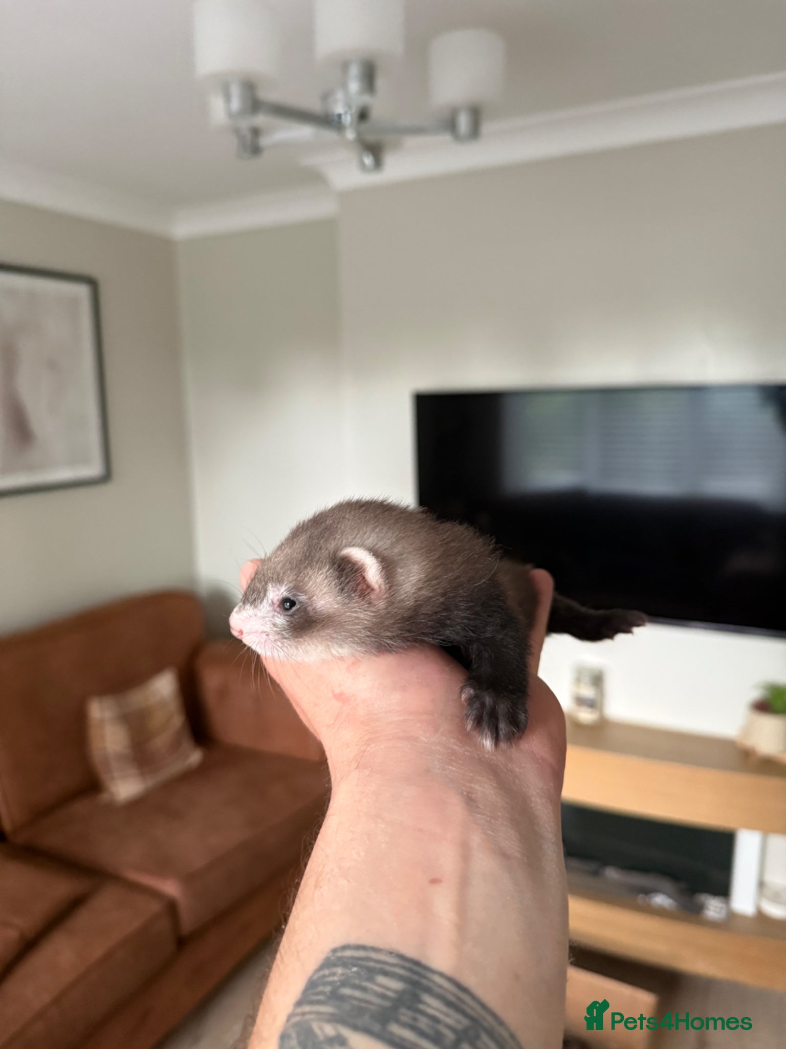 Ferret rodents Ferret kits ready in 2-3 weeks - Advert 2