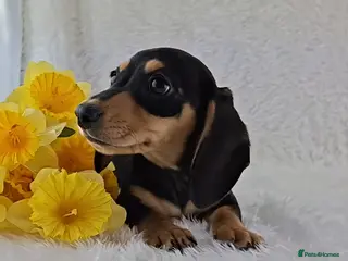 Miniature Dachshund dogs 💕 Last Girl 💕 Miniature Dachshund Puppies ❣️ - Advert 2