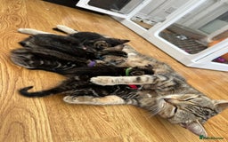 Mixed Breed cats for sale: Beautiful Tabby Kittens For Sale  - Image 12