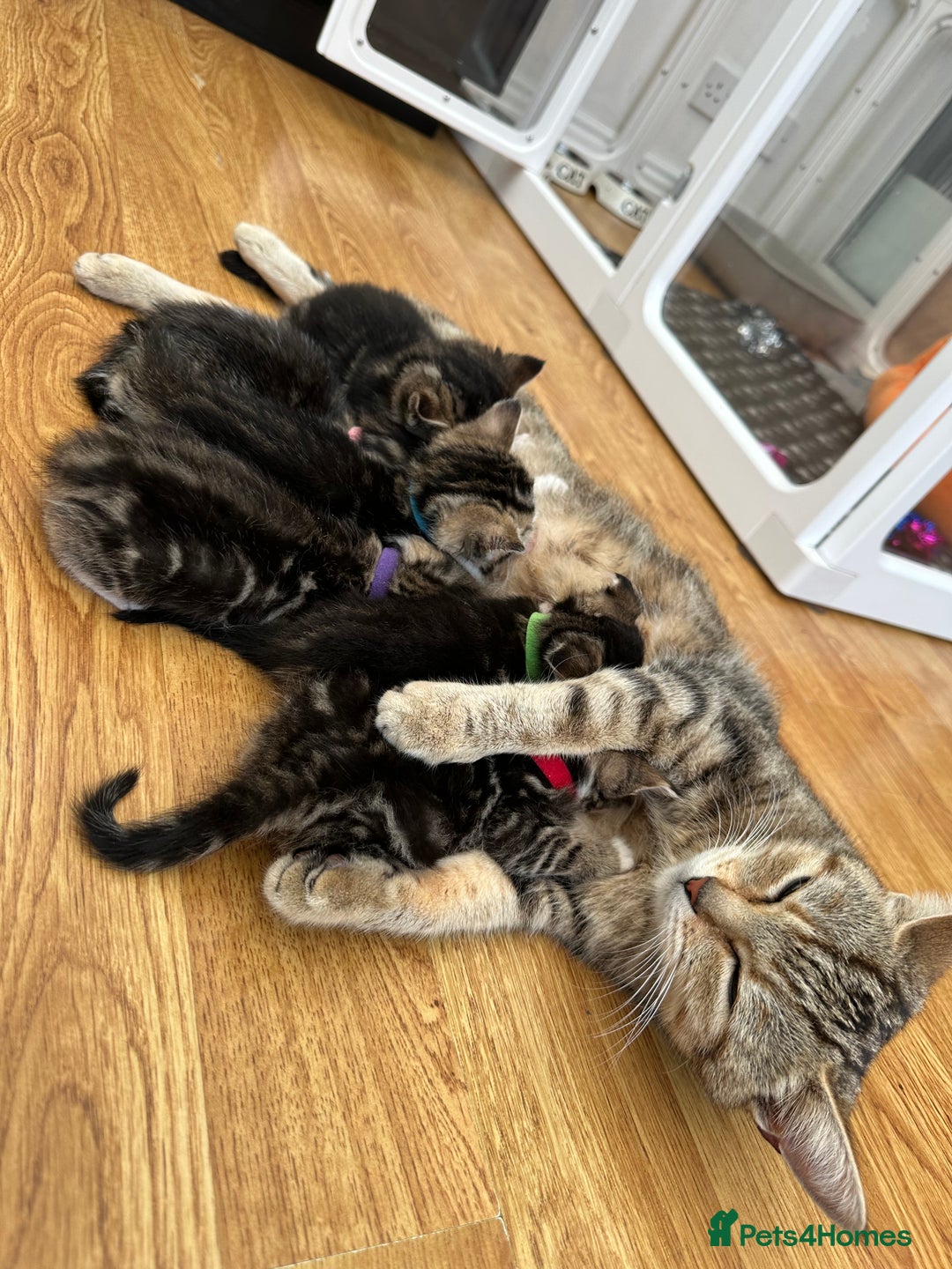 Mixed Breed cats for sale: Beautiful Tabby Kittens For Sale  - Image 12