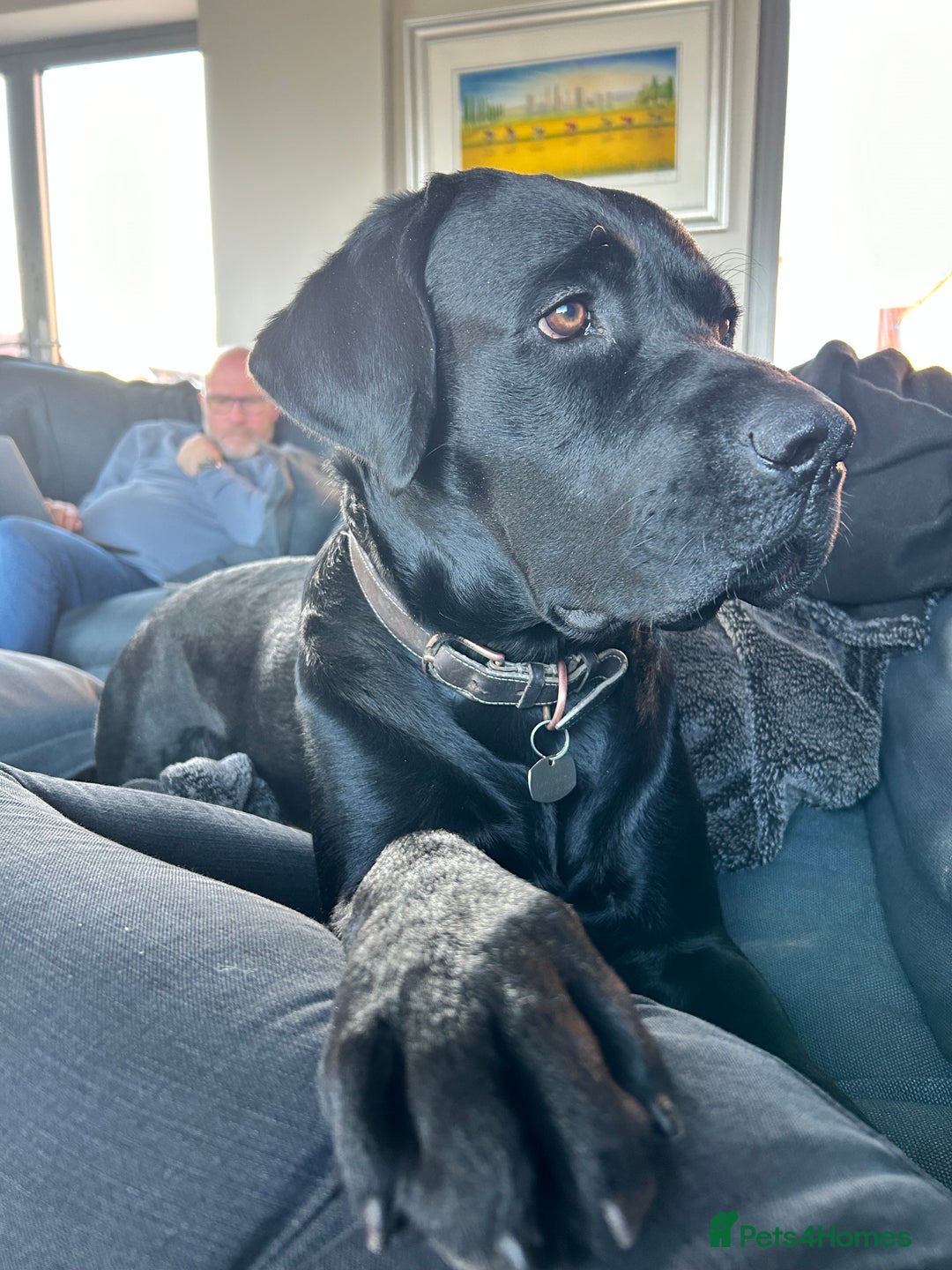 Labrador Retriever dogs for stud: One-Off Stud Opportunity. KC checked & registered - Image 8