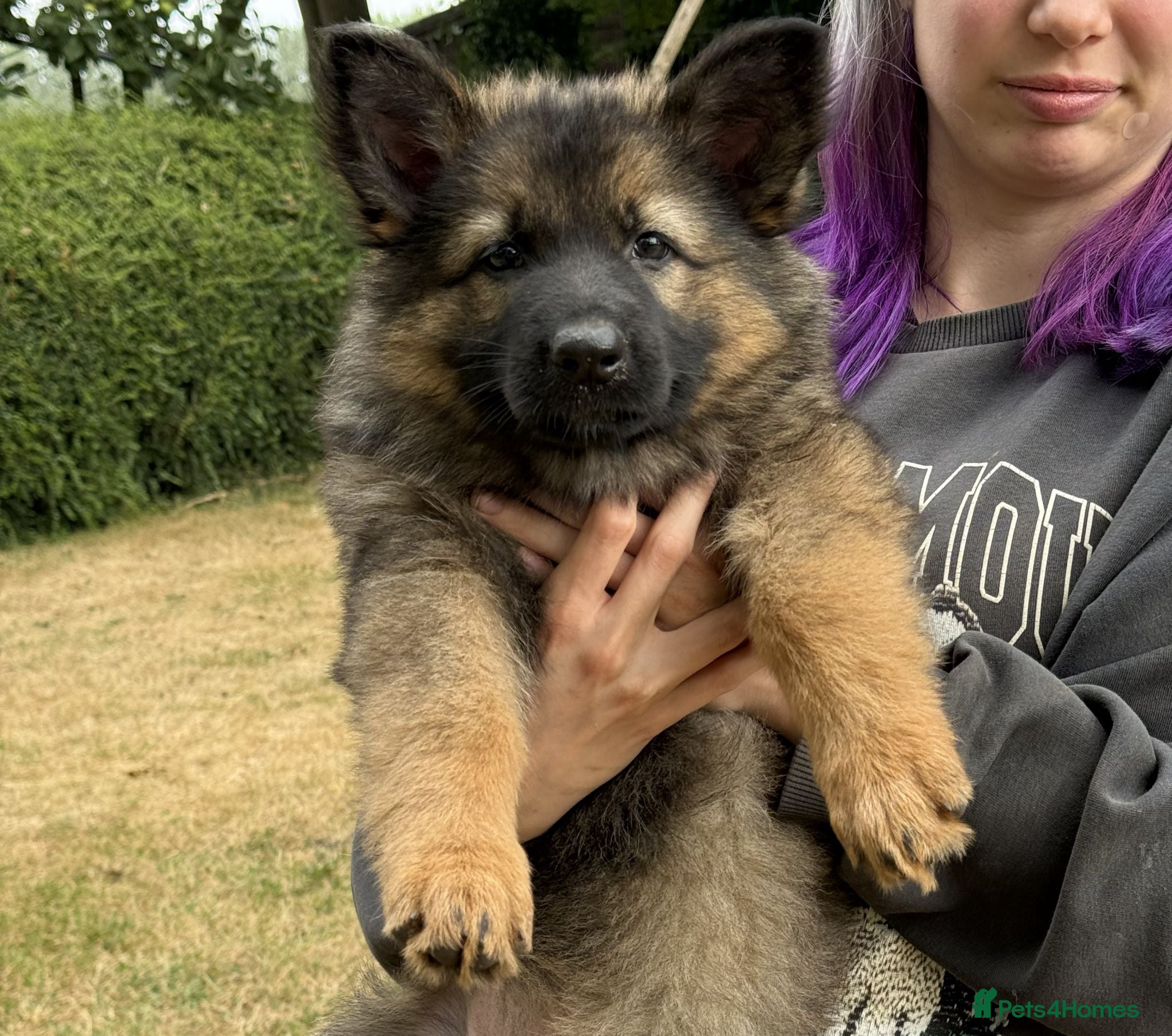German Shepherd dogs Quality Longcoat Pups With Health tested Parents  - Advert 1