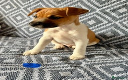 Mixed Breed dogs for sale: 💙 3 Beautiful Boys 💙 - Image 10