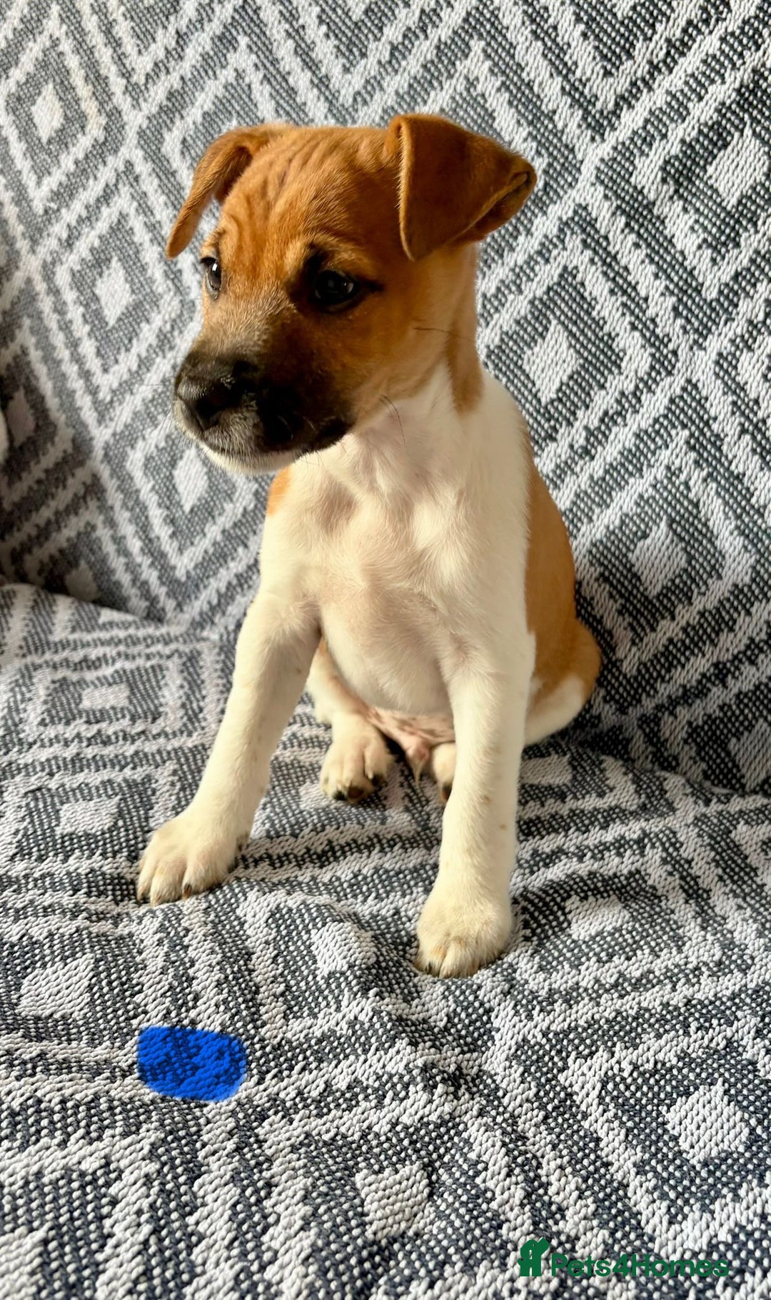 Mixed Breed dogs for sale: 💙 3 Beautiful Boys 💙 - Image 10