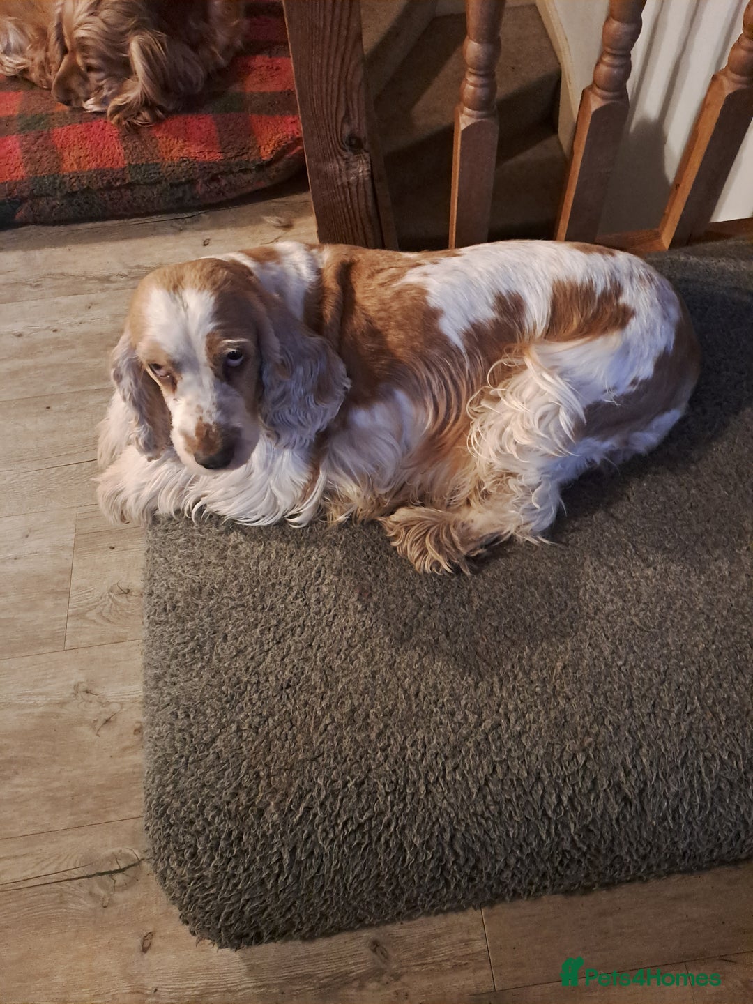 Cocker Spaniel dogs for sale: Cocker Spaniel girl available to loving home - Advert 3