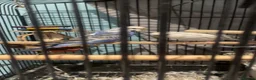 Budgerigars birds for sale: Pair of budgies  in High Wycombe - Advert 3