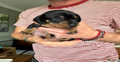 Miniature Dachshund dogs - Advert 11