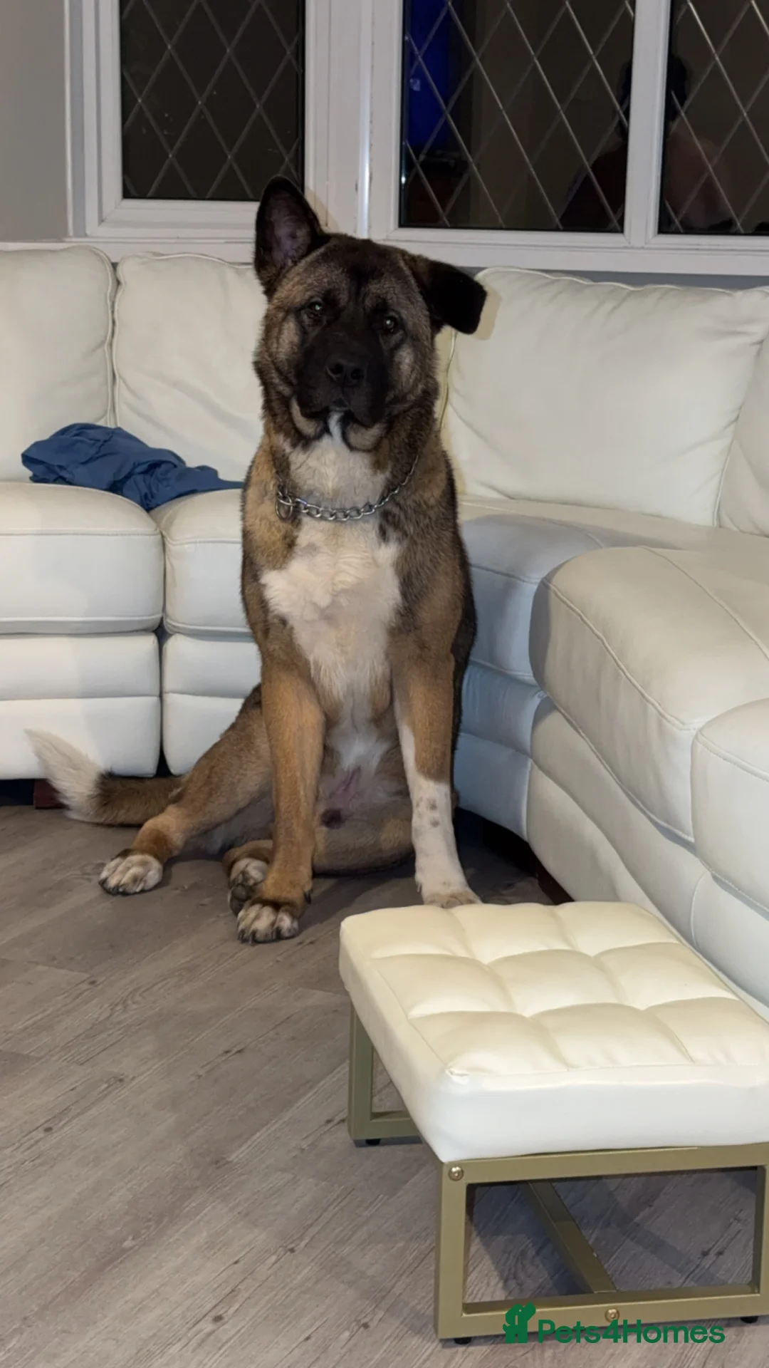 Akita dogs for sale: Maxi american akita - Advert 2