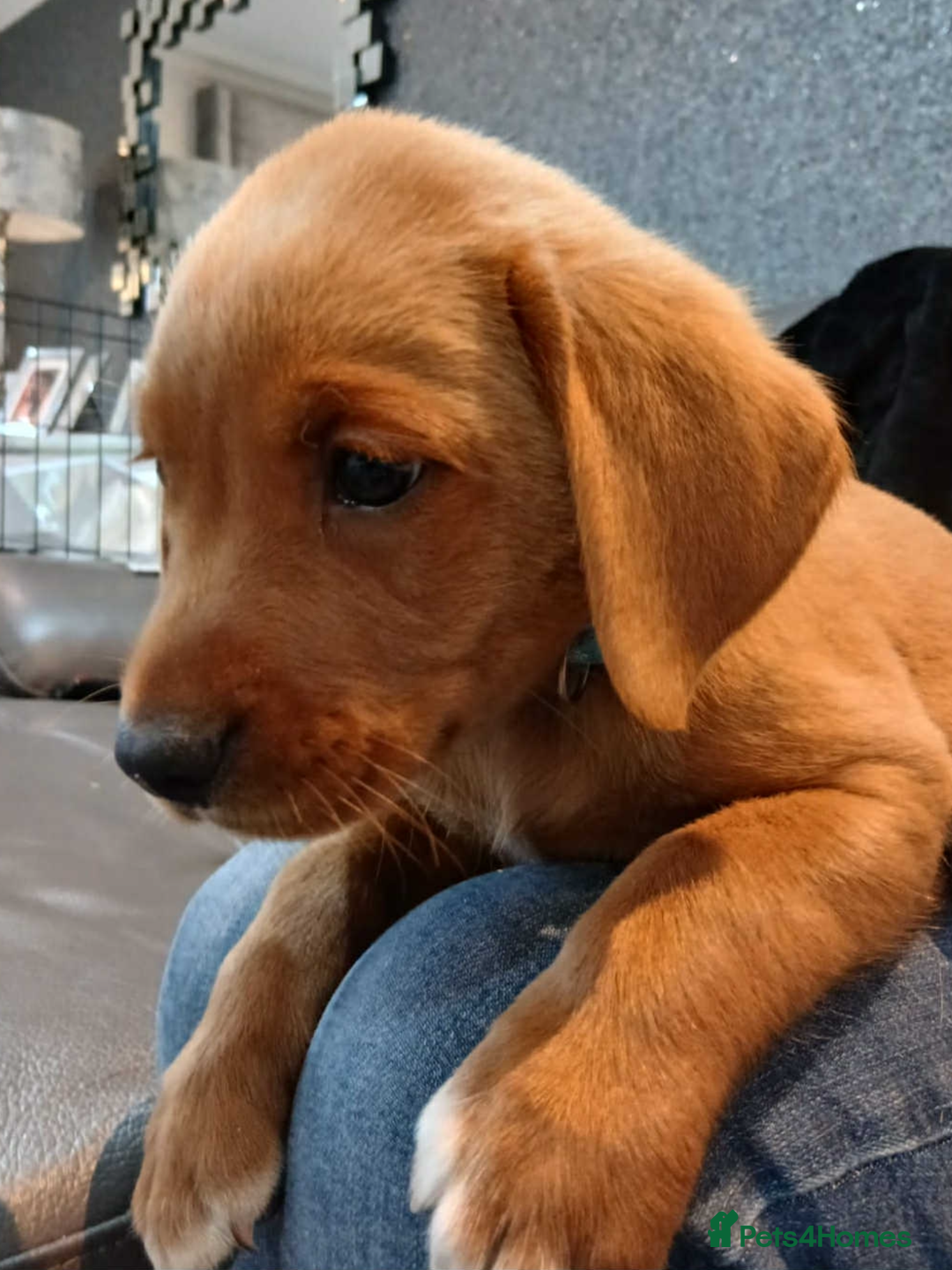 Labrador Retriever dogs for sale: KC Reg Fox Red Labrador pups.Council licensed. - Image 10