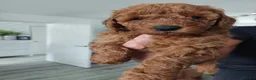 Toy Poodle dogs for sale: Red toy poodles in Kidderminster - Advert 2