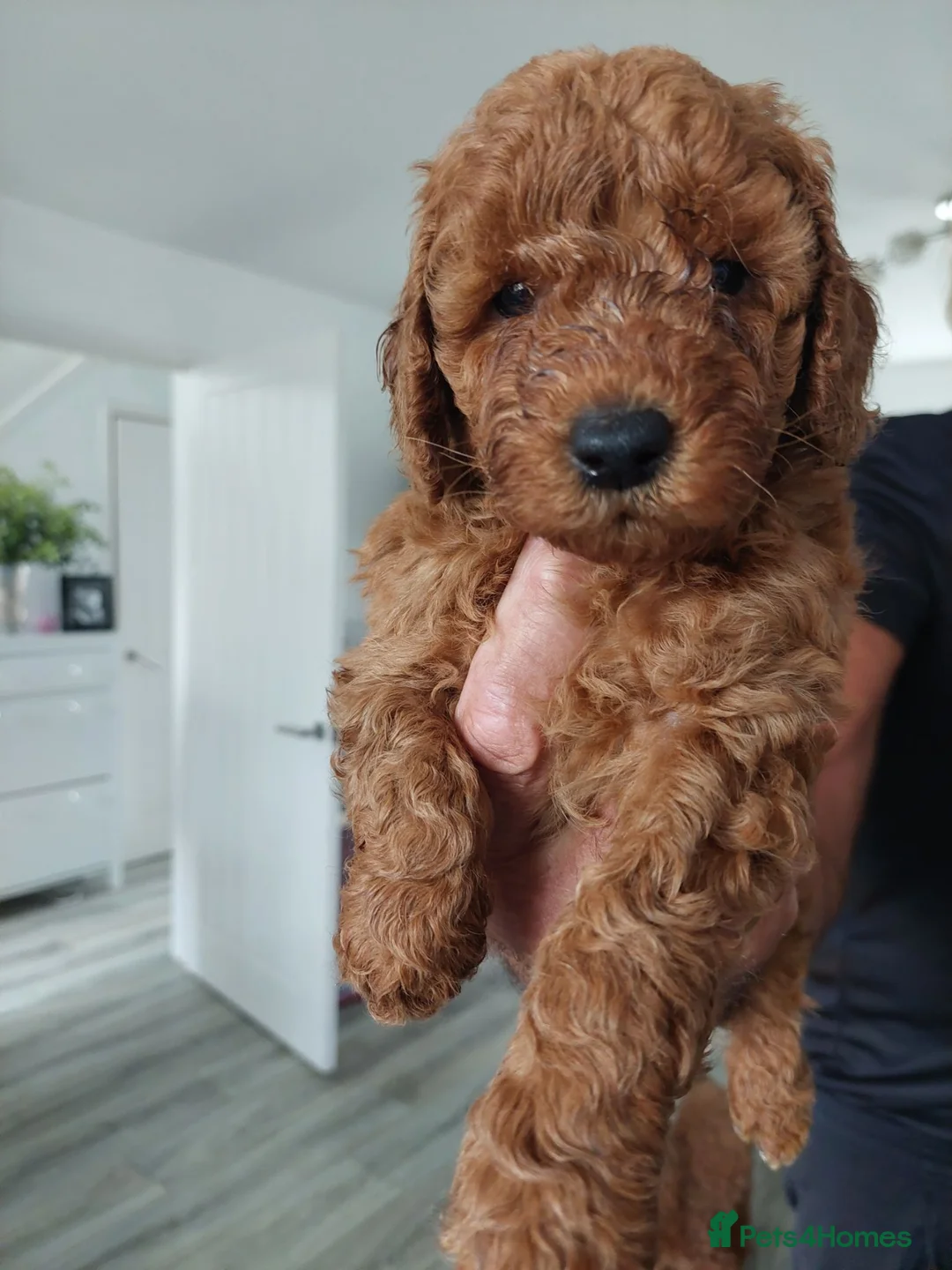 Toy Poodle dogs for sale: Red toy poodles in Kidderminster - Advert 2