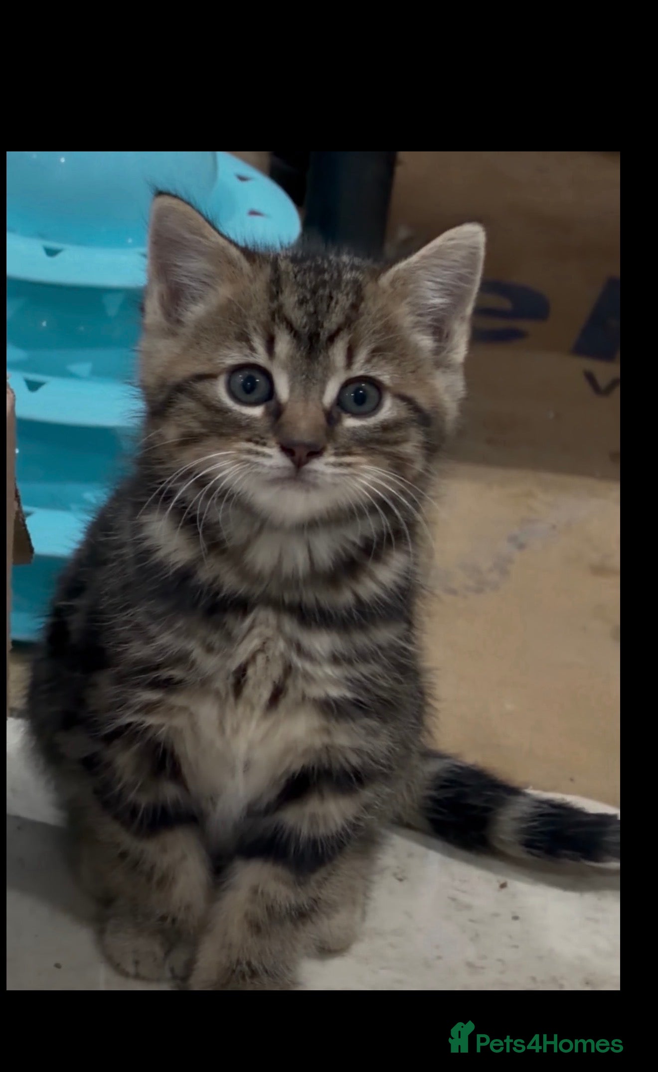 Domestic Shorthair cats Female Tabby domestic short hair kitten - Advert 3