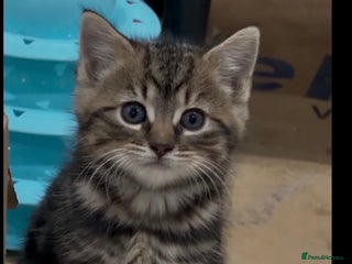 Domestic Shorthair cats Female Tabby domestic short hair kitten - Advert 3