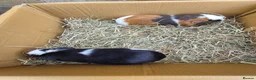 Guinea Pig rodents for sale: Baby and young adult guinea pigs for sale - Advert 3