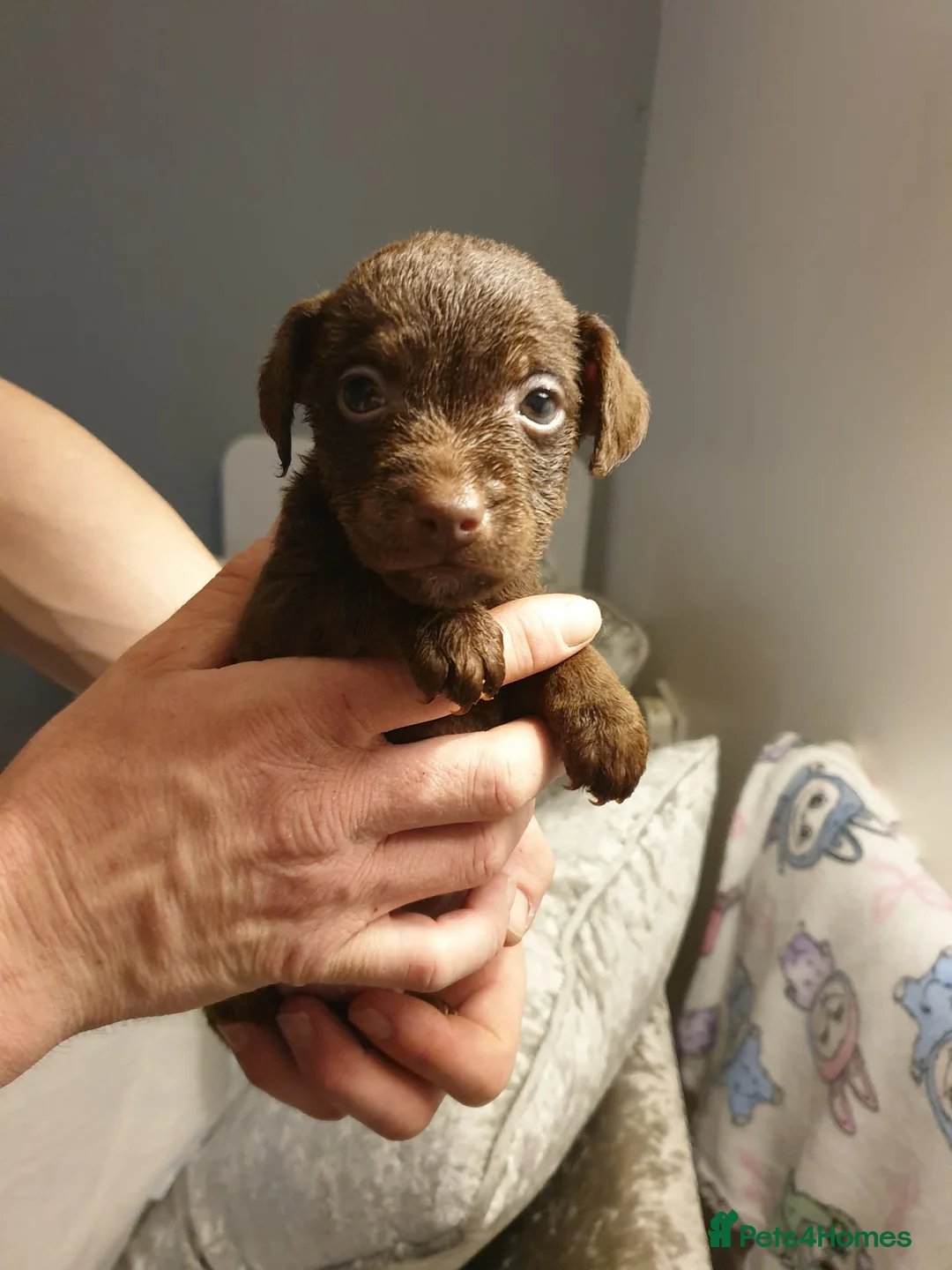 Patterdale Terrier dogs for sale: 3 patterdale terrier puppies - Advert 2