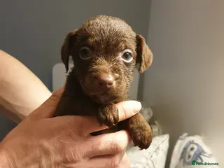 Patterdale Terrier dogs 2 patterdale terrier puppies - Advert 5