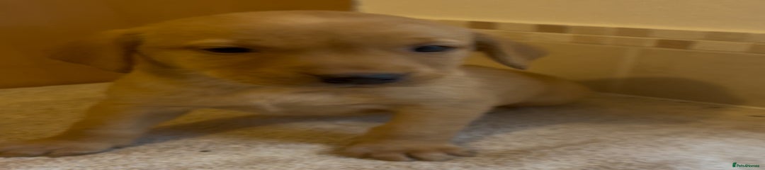 Labrador Retriever Puppy 11