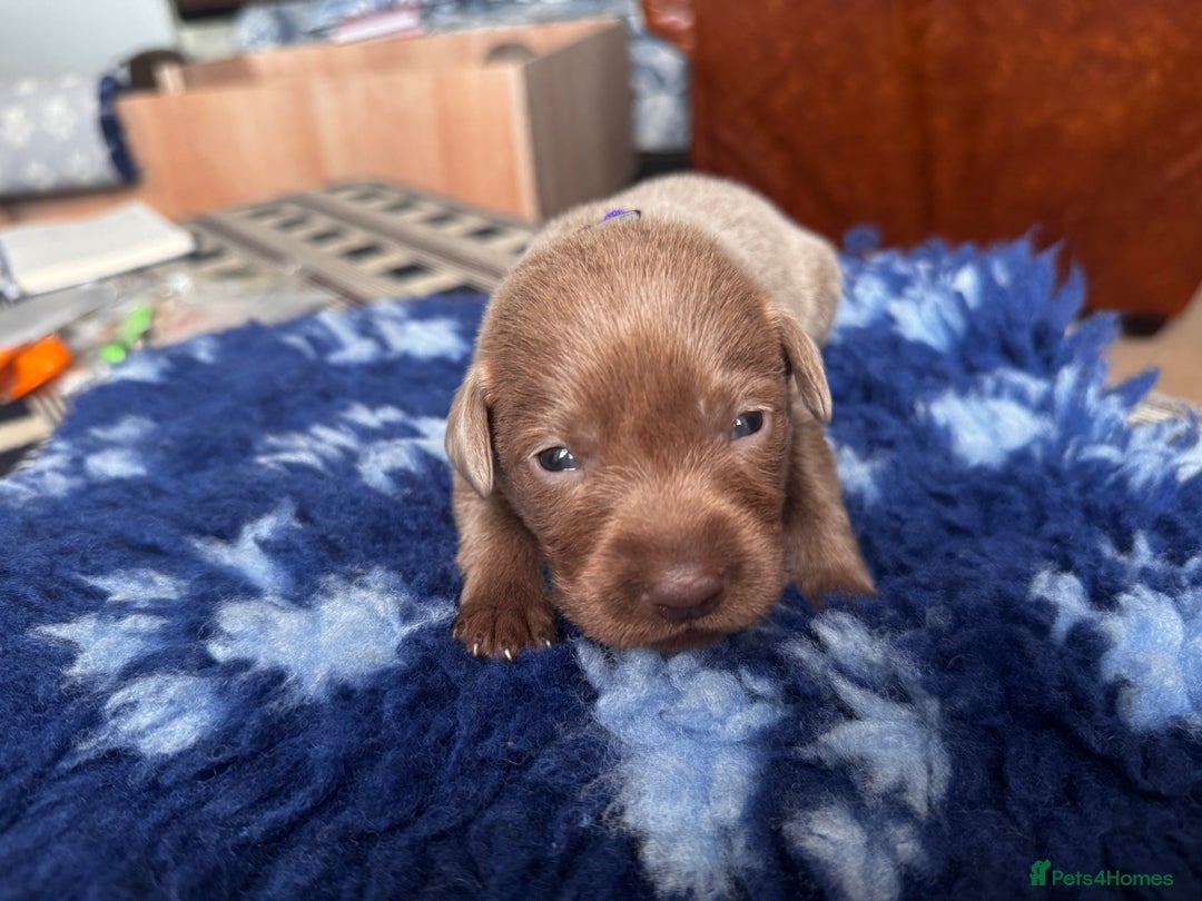 Labrador Retriever dogs for sale: Charcoal & Silver Labrador Puppies - Advert 14