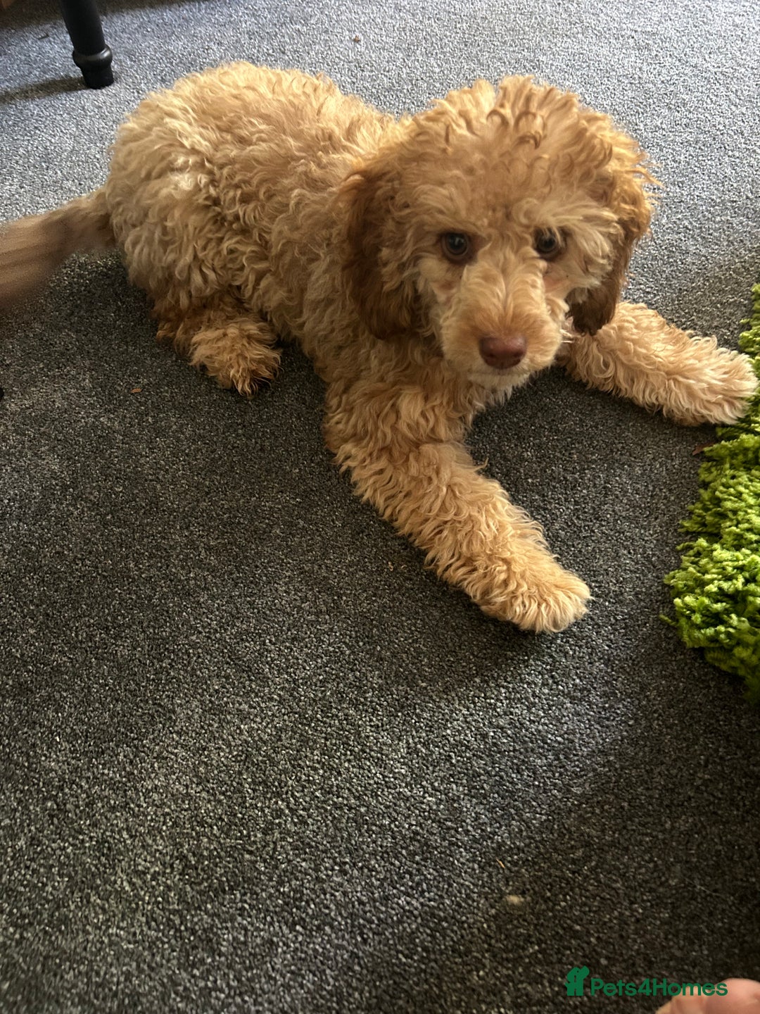 Cockapoo dogs for sale: Adorable Cockapoo  - Image 2