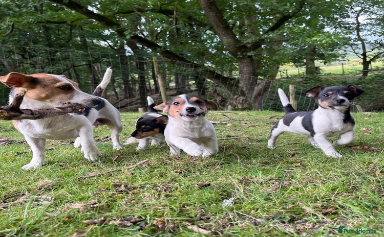 Jack Russell dogs - Advert 1
