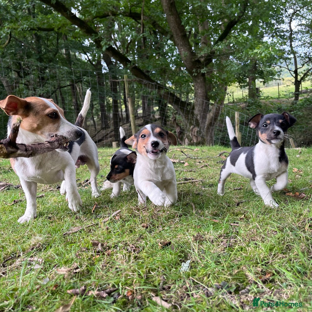 Jack Russell dogs for sale: Gorgeous Jack Russell puppies - Image 1