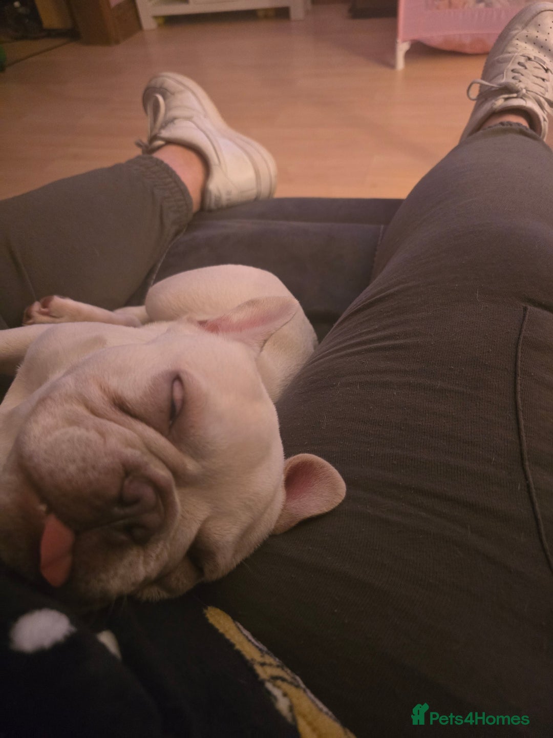 French Bulldog dogs for sale: Mylo-French Bulldog-8 months - Advert 11