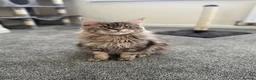 Maine Coon cats for sale: Stunning litter of 7 Maine coons!  - Advert 1