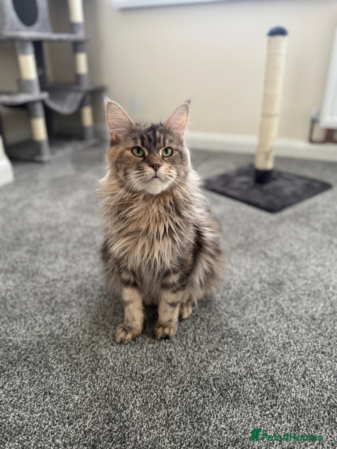 Maine Coon cats for sale: Stunning litter of 7 Maine coons!  - Advert 1
