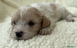 Cavachon dogs for sale: Beautiful Cavashon puppies  - Image 12