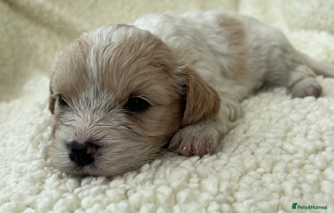 Cavachon dogs for sale: Beautiful Cavashon puppies  - Image 12