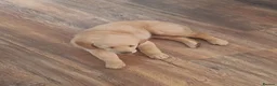Goldador dogs for sale: Goldador female  in Norwich - Advert 10