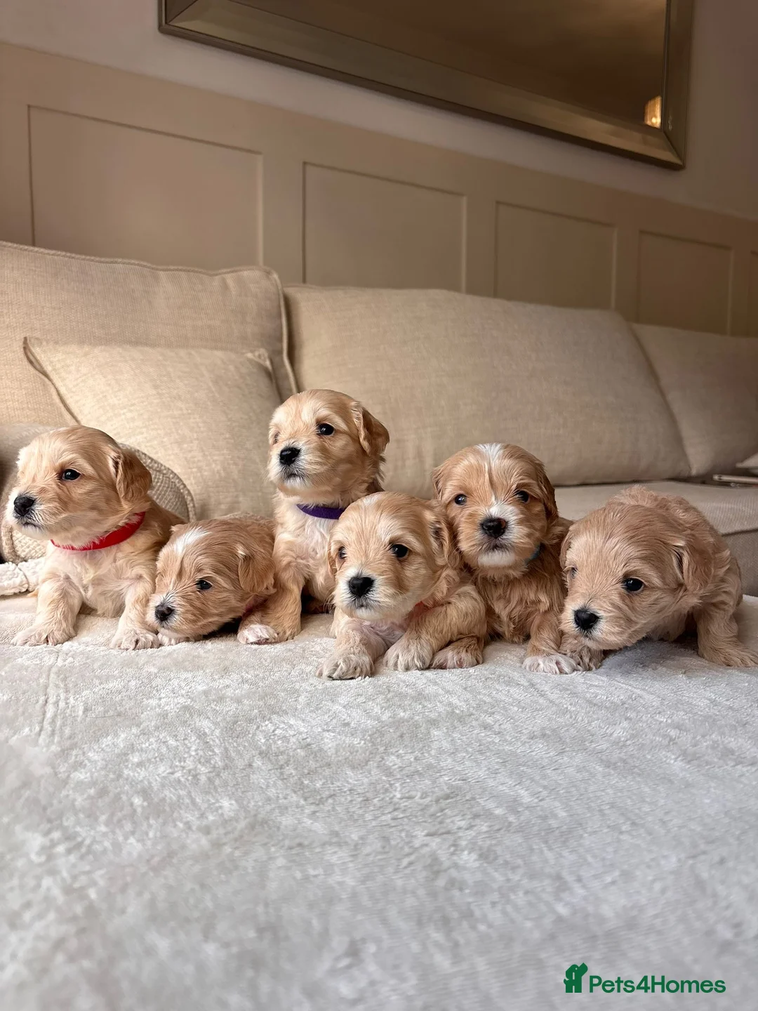 Maltipoo dogs for sale: 6 maltipoo champagne coloured puppies  - Advert 1