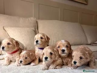 Maltipoo dogs 2 multipoo girls left due to no show - Advert 1