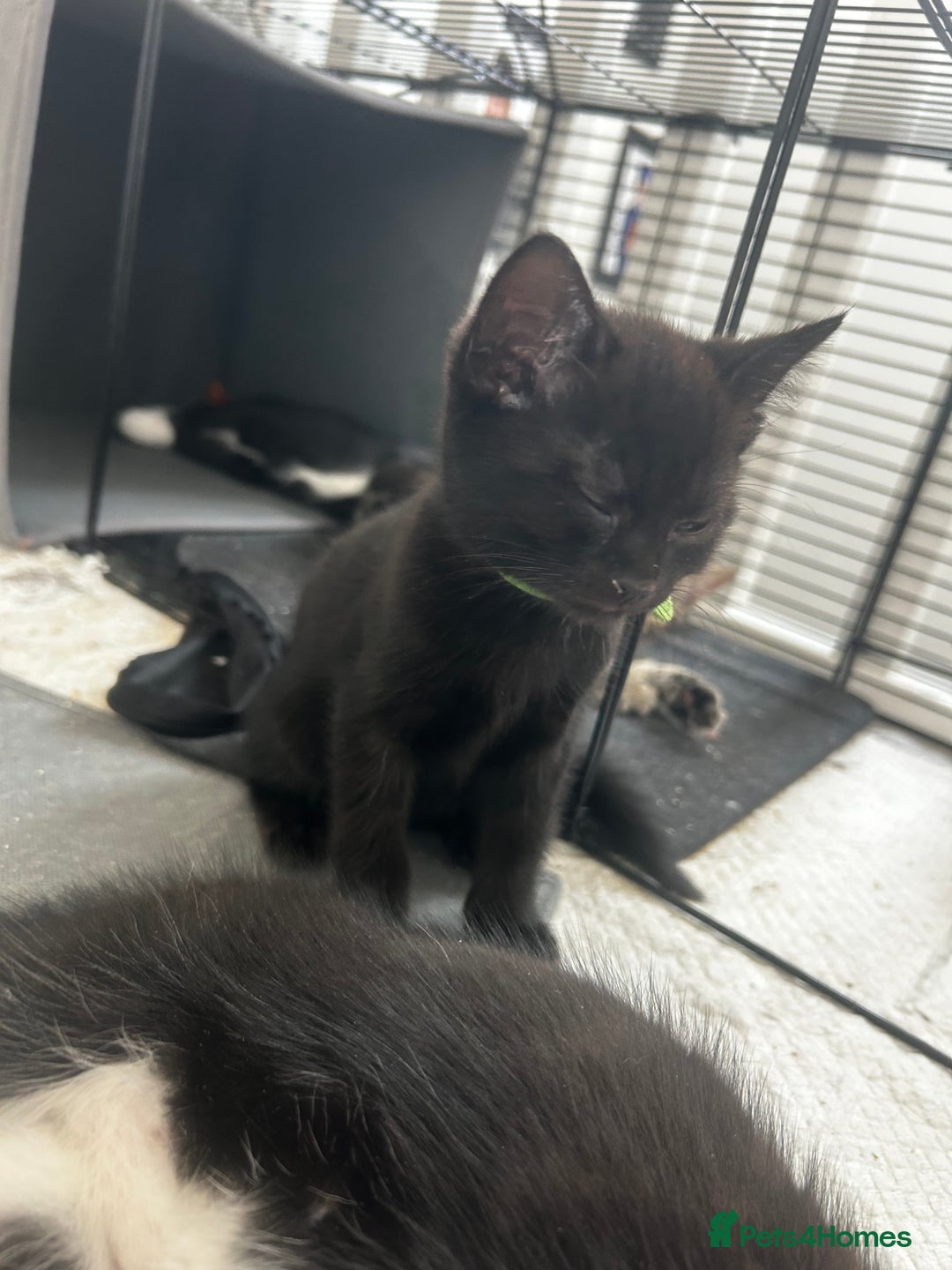 Mixed Breed cats for sale: 3 Male kittens  - Image 6