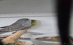 Budgerigars birds for sale: Budgies  - Image 13