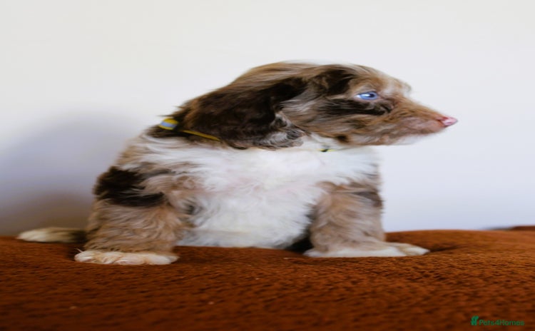 Cockapoo dogs - Advert 2