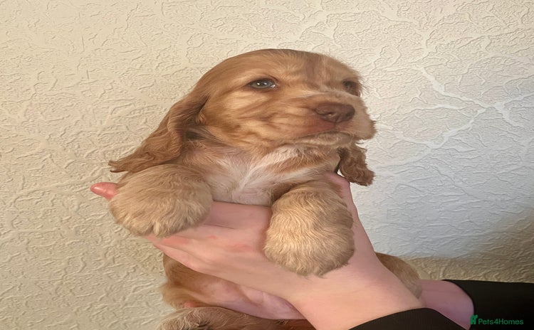Cocker Spaniel dogs * 1 GIRL LEFT *KC registered show cocker spaniels  - Advert 8